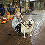 woman, dog, labrador, pumpkin, fall, autumn, sidewalk, brick_pavement, building, glass_door, bench, leash, smile, happy, outdoor, decoration, harvest, casual_clothing, gray_hair, evening