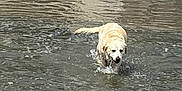 Rory joined the competition — help win amazing prizes! dog, labrador, water, beach, sand, animal, pet, outdoor, canine, playing, shallow_water, wet, happy, nature, walking, summer, recreation, fun, daytime, person