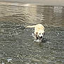 dog, labrador, water, beach, sand, animal, pet, outdoor, canine, playing, shallow_water, wet, happy, nature, walking, summer, recreation, fun, daytime, person