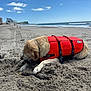 Rory is registered to the contest to win money with this photo: dog, golden_retriever, life_jacket, beach, sand, stick, ocean, waves, sky, clouds, sunny, outdoor, water, animal, canine, pet, playing, nature, daytime, coast