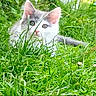 kitten, grass, outdoor, cat, greenery, nature, cute, pet, animal, young, fur, whiskers, ears, eyes, playful, flora, spring, small, mammal, adorable