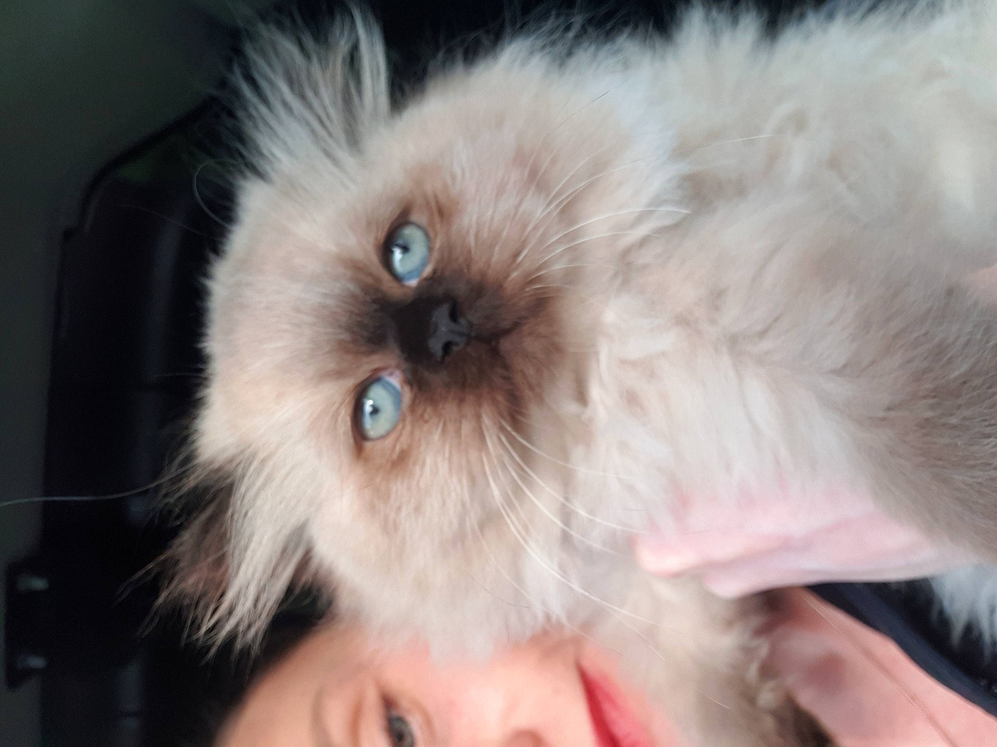 Leia participe au concours pour gagner de l'argent avec cette photo : balinese, birman, carnivore, cat, companion_dog, ear, eyelash, fawn, felidae, flesh, fur, nose, siamese, small_to_medium_sized_cats, snout, thai, whiskers