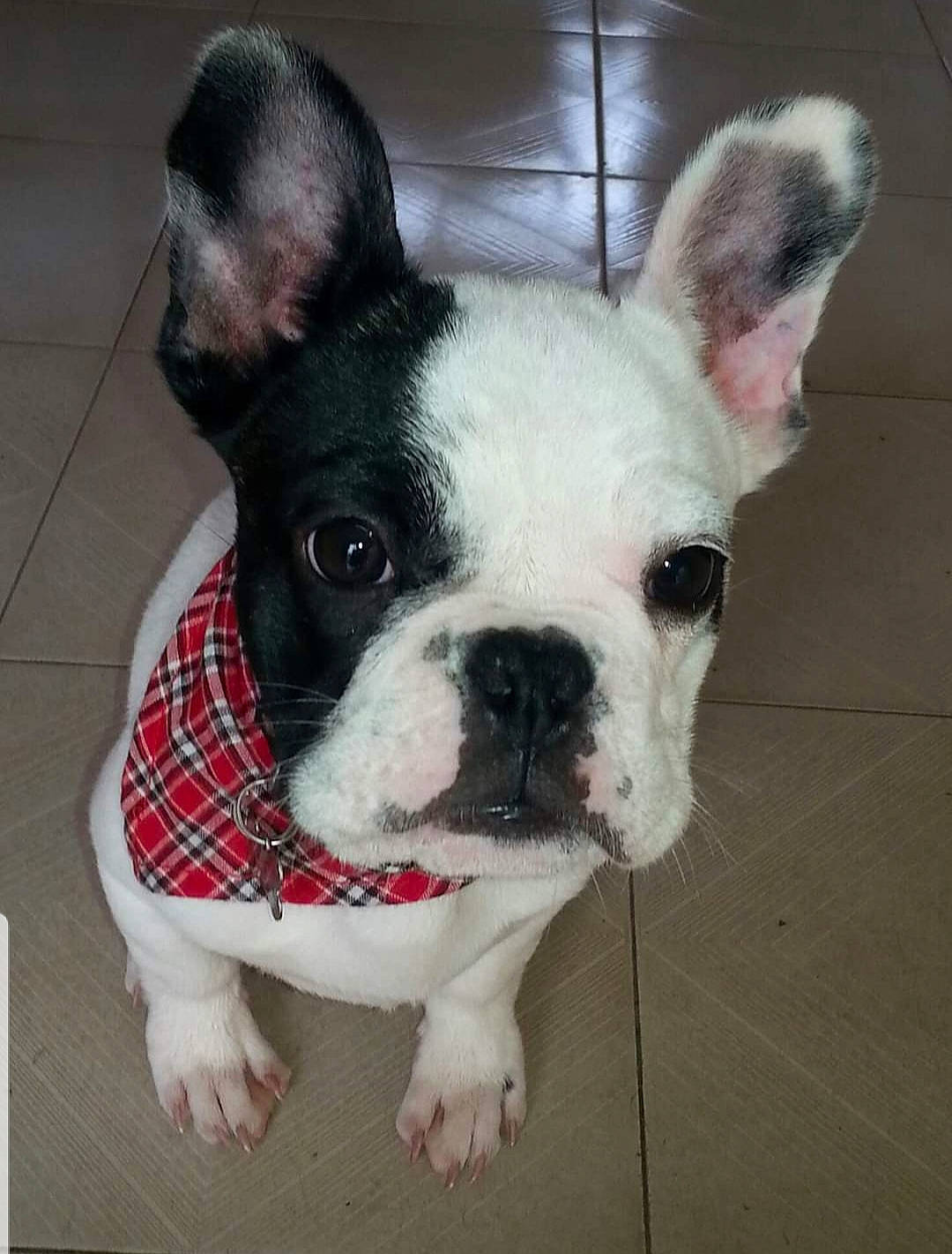 Yoda participe au concours pour gagner de l'argent avec cette photo : boston_terrier, bulldog, canidae, carnivore, companion_dog, dog, dog_breed, eye, fawn, french_bulldog, mammal, non_sporting_group, nose, puppy, rare_breed_dog, skin, snout, toy_bulldog, vertebrate, whiskers