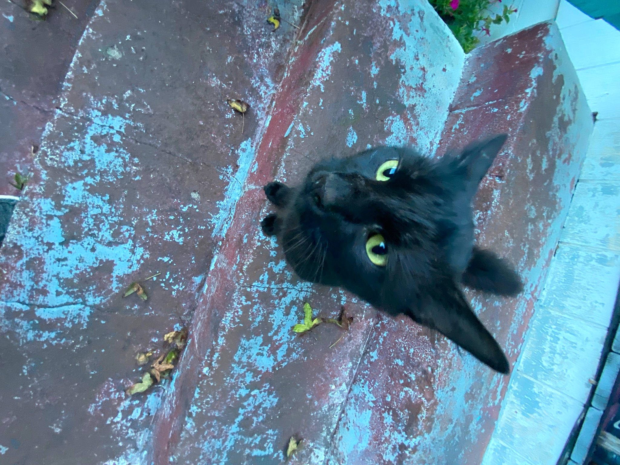 Pumpkin joined the competition — help win amazing prizes! art, black_cat, bombay, carnivore, cat, dog_breed, domestic_short_haired_cat, felidae, fur, leaf, organism, road_surface, small_to_medium_sized_cats, snout, sporting_group, tail, tints_and_shades, visual_arts, whiskers, windshield