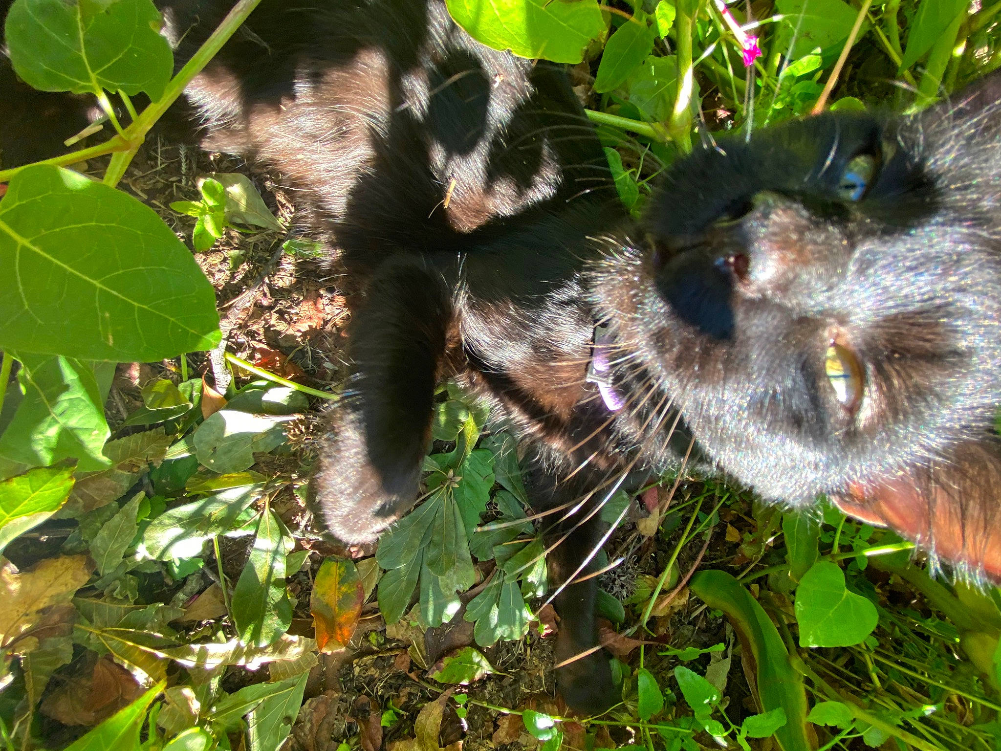 Pumpkin joined the competition — help win amazing prizes! arthropod, canidae, carnivore, cat, dog_breed, domestic_short_haired_cat, felidae, flowerpot, fur, grass, groundcover, herb, perching_bird, plant, small_to_medium_sized_cats, tail, terrestrial_animal, terrestrial_plant, whiskers, wildlife