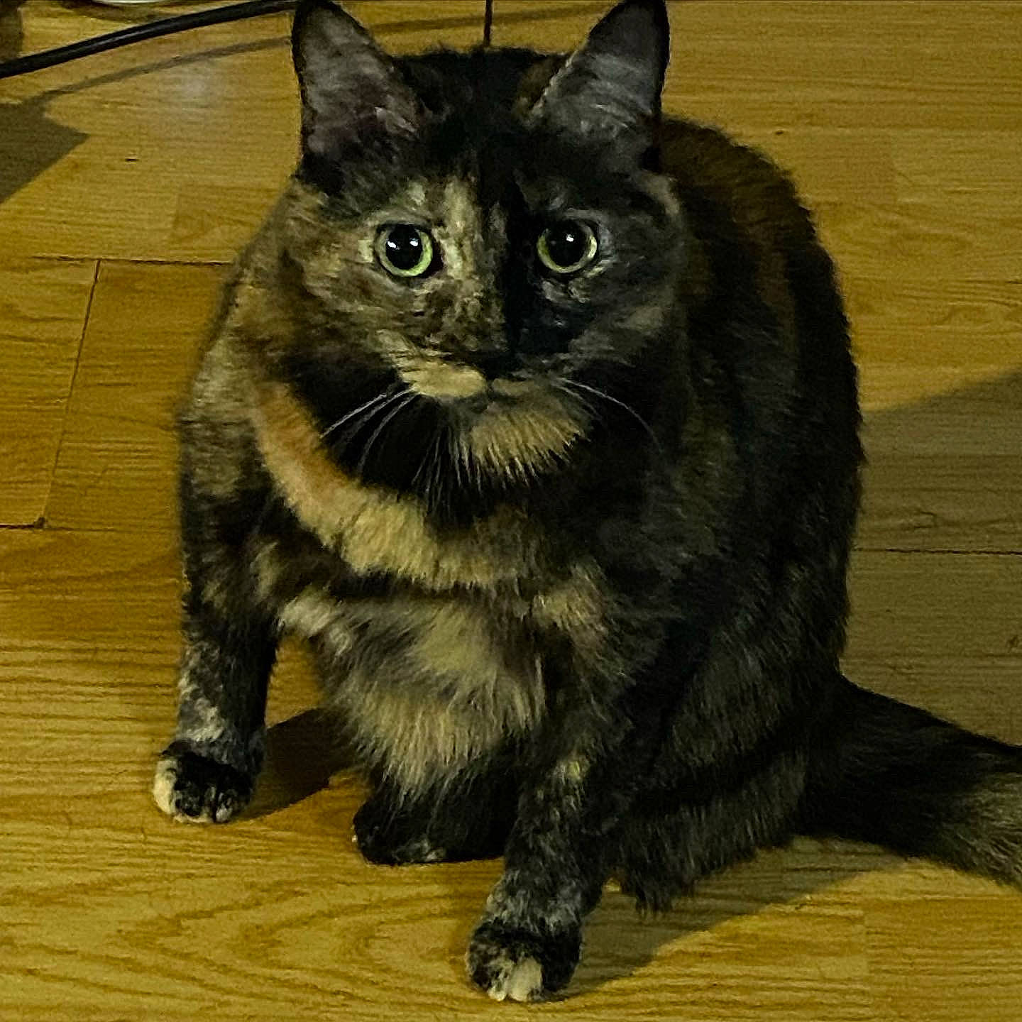 Tali is registered to the contest to win money with this photo: black_cat, bombay, carnivore, cat, claw, domestic_short_haired_cat, felidae, fur, paw, sitting, small_to_medium_sized_cats, snout, tail, terrestrial_animal, whiskers, wood