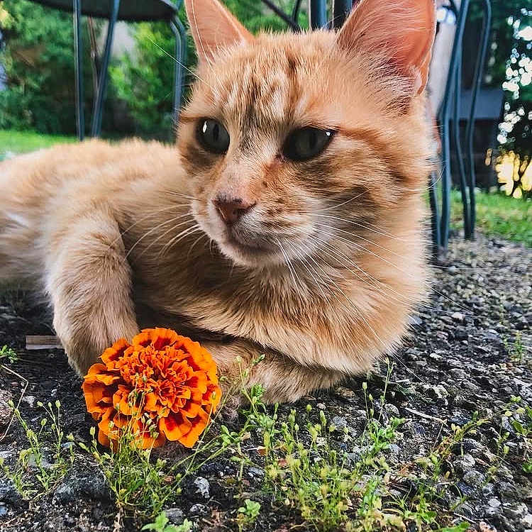 Gaëtan participe au concours pour gagner de l'argent avec cette photo : animal, cat, chair, closeup, cute, flower, furniture, garden, ginger_cat, gravel, greenery, marigold, nature, outdoor, paw, pet, plant, relaxed, serene, sunlight