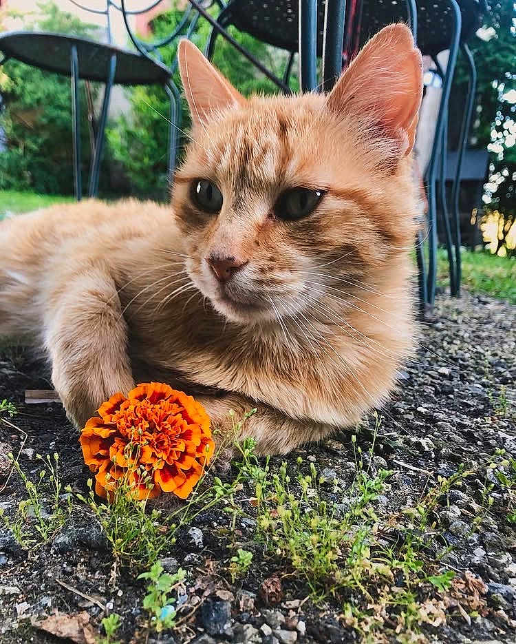Gaëtan participe au concours pour gagner de l'argent avec cette photo : cat, ginger_cat, flower, marigold, outdoor, garden, gravel, greenery, relaxed, paw, animal, nature, plant, chair, furniture, closeup, pet, cute, sunlight, serene