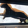 cat, orange_cat, glass_sunroof, car_interior, silhouette, sky, cloudy, animal, pet, walking, side_view, paw, window, outdoor, nature, tree, reflection, vehicle, feline, domestic_animal