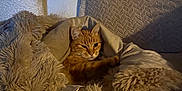 Gaëtan participe au concours pour gagner de l'argent avec cette photo : animal, blanket, cat, comfort, couch, cozy, cute, fluffy, fur, furniture, home, indoor, orange_tabby, pet, relaxed, resting, snuggled, soft_texture, warm_lighting, wooden_paneling