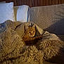 Gaëtan participe au concours pour gagner de l'argent avec cette photo : cat, orange_tabby, blanket, couch, cozy, indoor, furniture, pet, fur, resting, relaxed, warm_lighting, wooden_paneling, home, snuggled, soft_texture, comfort, animal, cute, fluffy