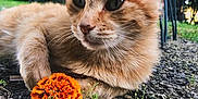 Gaëtan participe au concours pour gagner de l'argent avec cette photo : cat, ginger_cat, flower, marigold, outdoor, garden, gravel, greenery, relaxed, paw, animal, nature, plant, chair, furniture, closeup, pet, cute, sunlight, serene