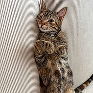 Yummy a rejoint le concours — aidez-le/la à gagner de superbes lots ! cat, tabby, pet, animal, feline, cute, relaxed, couch, indoor, fur, whiskers, paws, striped, mammal, domestic, upside_down, texture, soft, resting, playful