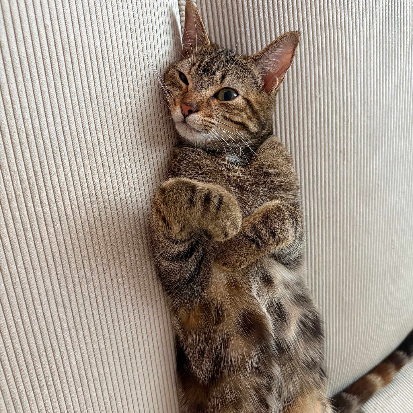 Yummy a rejoint le concours — aidez-le/la à gagner de superbes lots ! animal, cat, couch, cute, domestic, feline, fur, indoor, mammal, paws, pet, playful, relaxed, resting, soft, striped, tabby, texture, upside_down, whiskers