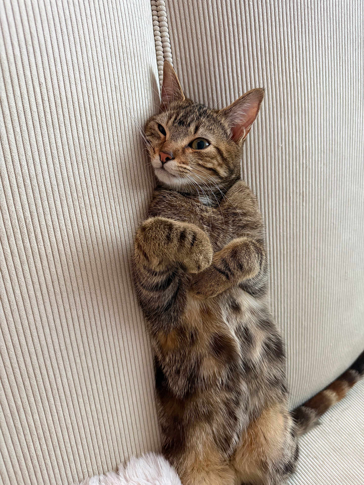 Yummy a rejoint le concours — aidez-le/la à gagner de superbes lots ! cat, tabby, pet, animal, feline, cute, relaxed, couch, indoor, fur, whiskers, paws, striped, mammal, domestic, upside_down, texture, soft, resting, playful