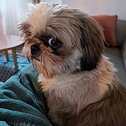 Rio participe au concours pour gagner de l'argent avec cette photo : dog, small_dog, fluffy, pet, indoor, blanket, couch, table, window, pillow, fur, cozy, home, animal, companion, cute, side_view, domestic, living_room, comfort