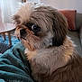 dog, small_dog, fluffy, pet, indoor, blanket, couch, table, window, pillow, fur, cozy, home, animal, companion, cute, side_view, domestic, living_room, comfort