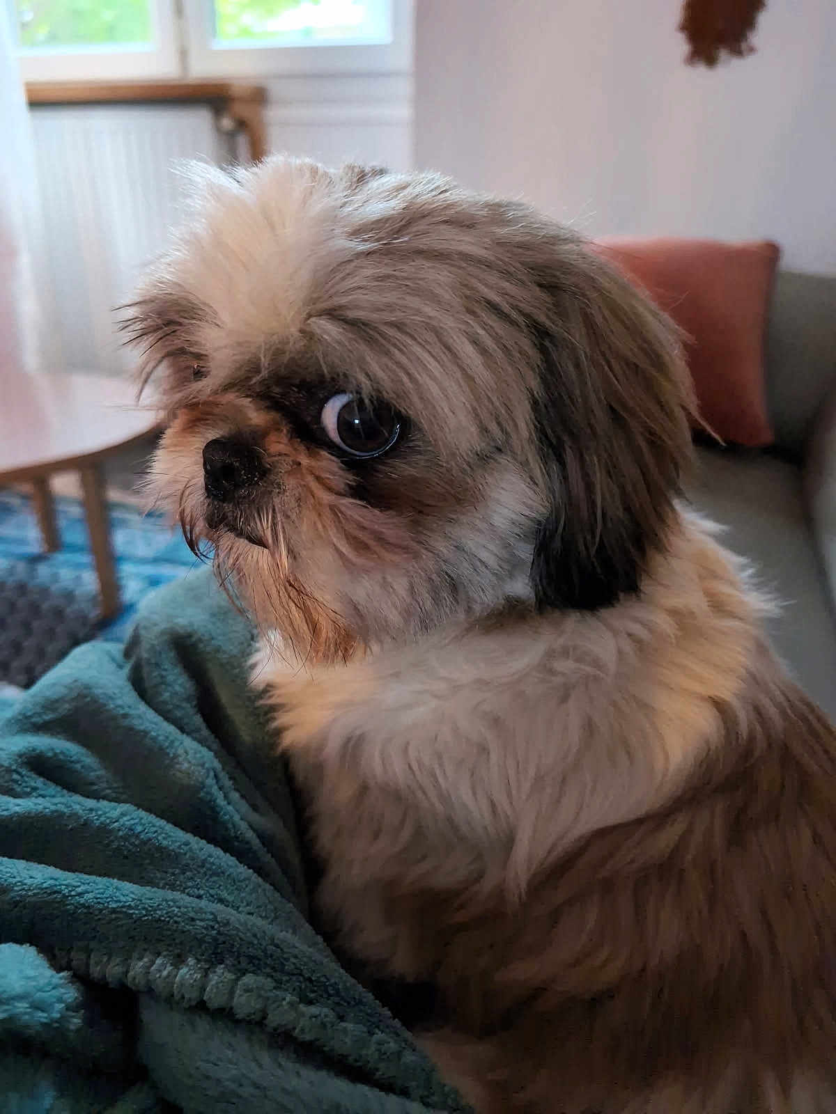 Rio participe au concours pour gagner de l'argent avec cette photo : dog, small_dog, fluffy, pet, indoor, blanket, couch, table, window, pillow, fur, cozy, home, animal, companion, cute, side_view, domestic, living_room, comfort