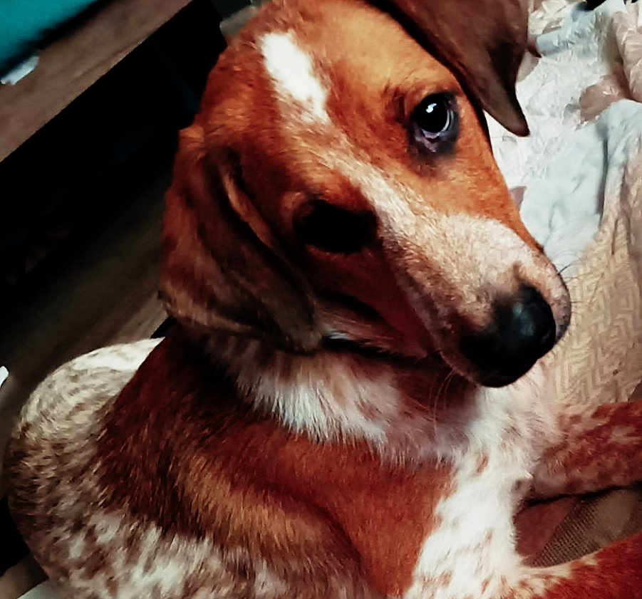 Cooper