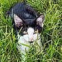 cat, kitten, black_and_white, grass, outdoor, nature, animal, pet, young, curious, feline, whiskers, ears, eyes, playing, greenery, closeup, small, cute, mammal