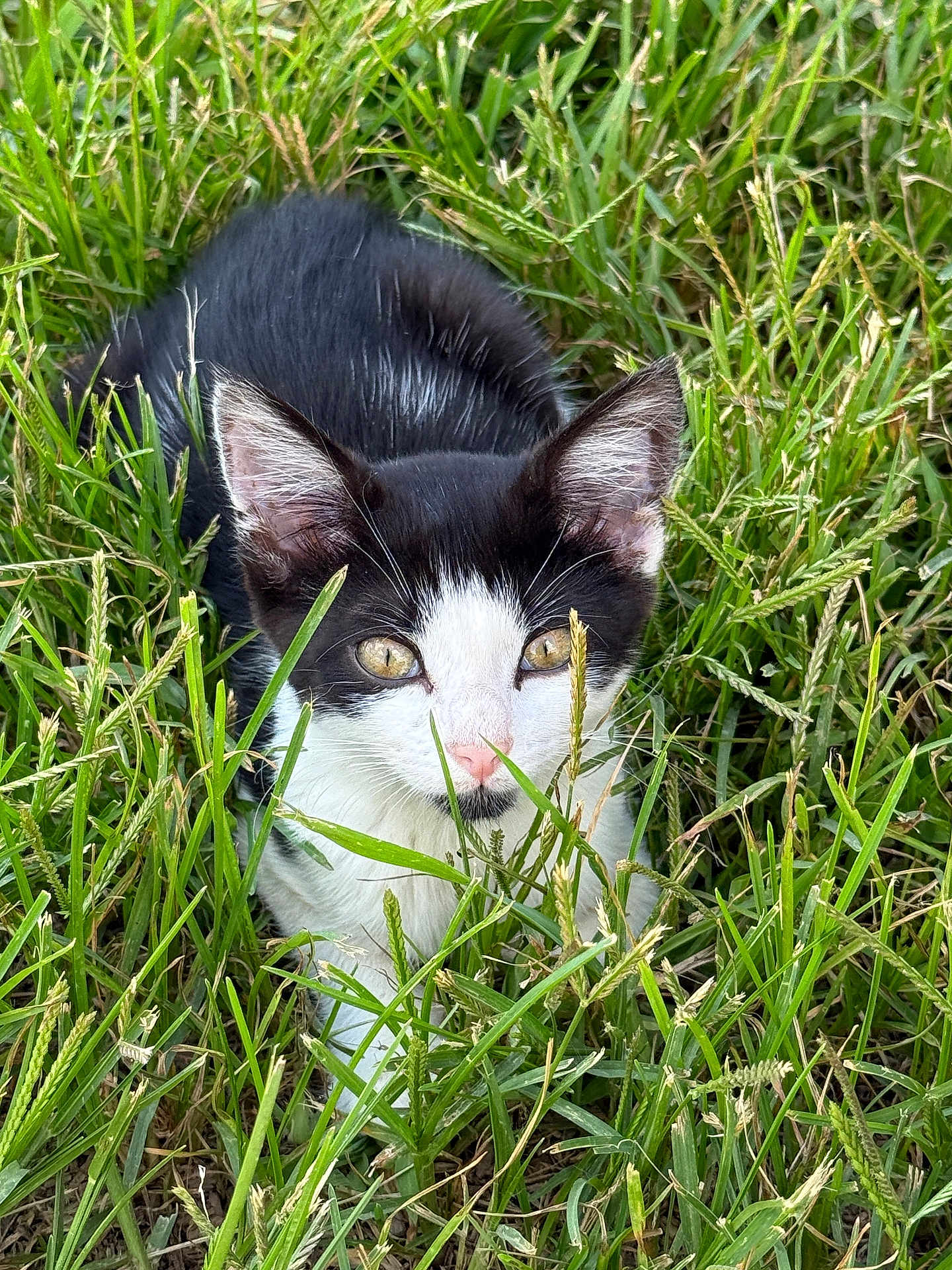 Tuna is registered to the contest to win money with this photo: cat, kitten, black_and_white, grass, outdoor, nature, animal, pet, young, curious, feline, whiskers, ears, eyes, playing, greenery, closeup, small, cute, mammal