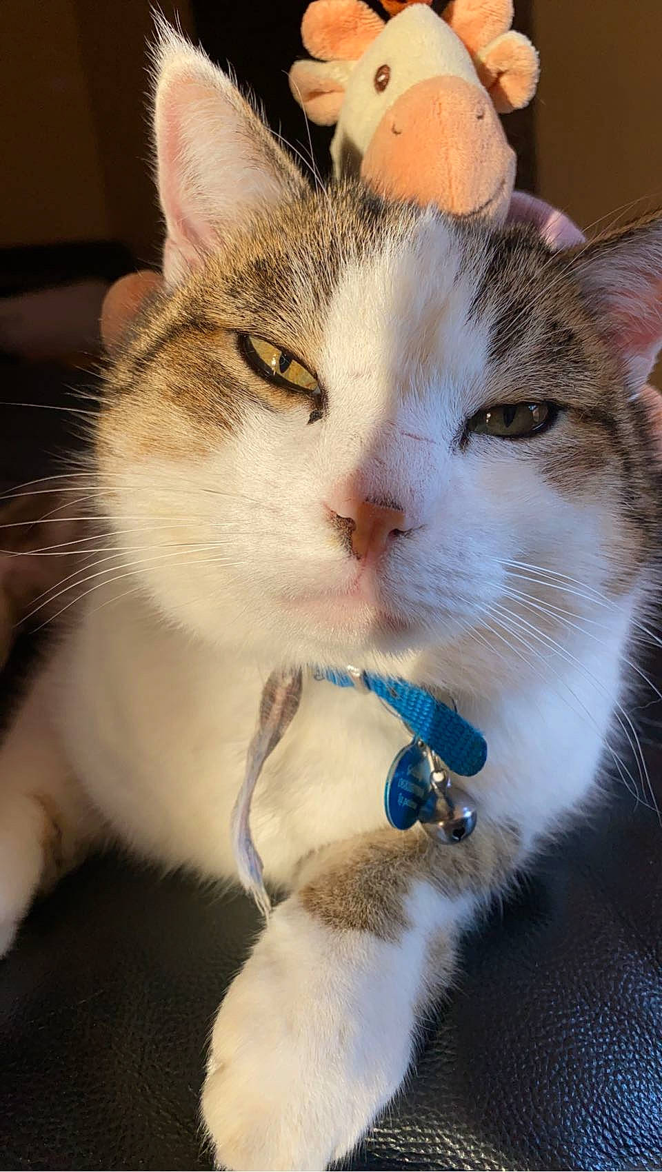 Grizzly participe au concours pour gagner de l'argent avec cette photo : carnivore, cat, claw, collar, comfort, domestic_short_haired_cat, electric_blue, fawn, felidae, fur, paw, small_to_medium_sized_cats, snout, tail, terrestrial_animal, whiskers, window