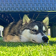 Aiko a rejoint le concours — aidez-le/la à gagner de superbes lots ! dog, husky, grass, outdoor, bench, resting, pet, canine, relaxed, sunlight, shadows, nature, animal, fur, ears, nose, greenery, quiet, peaceful, daylight