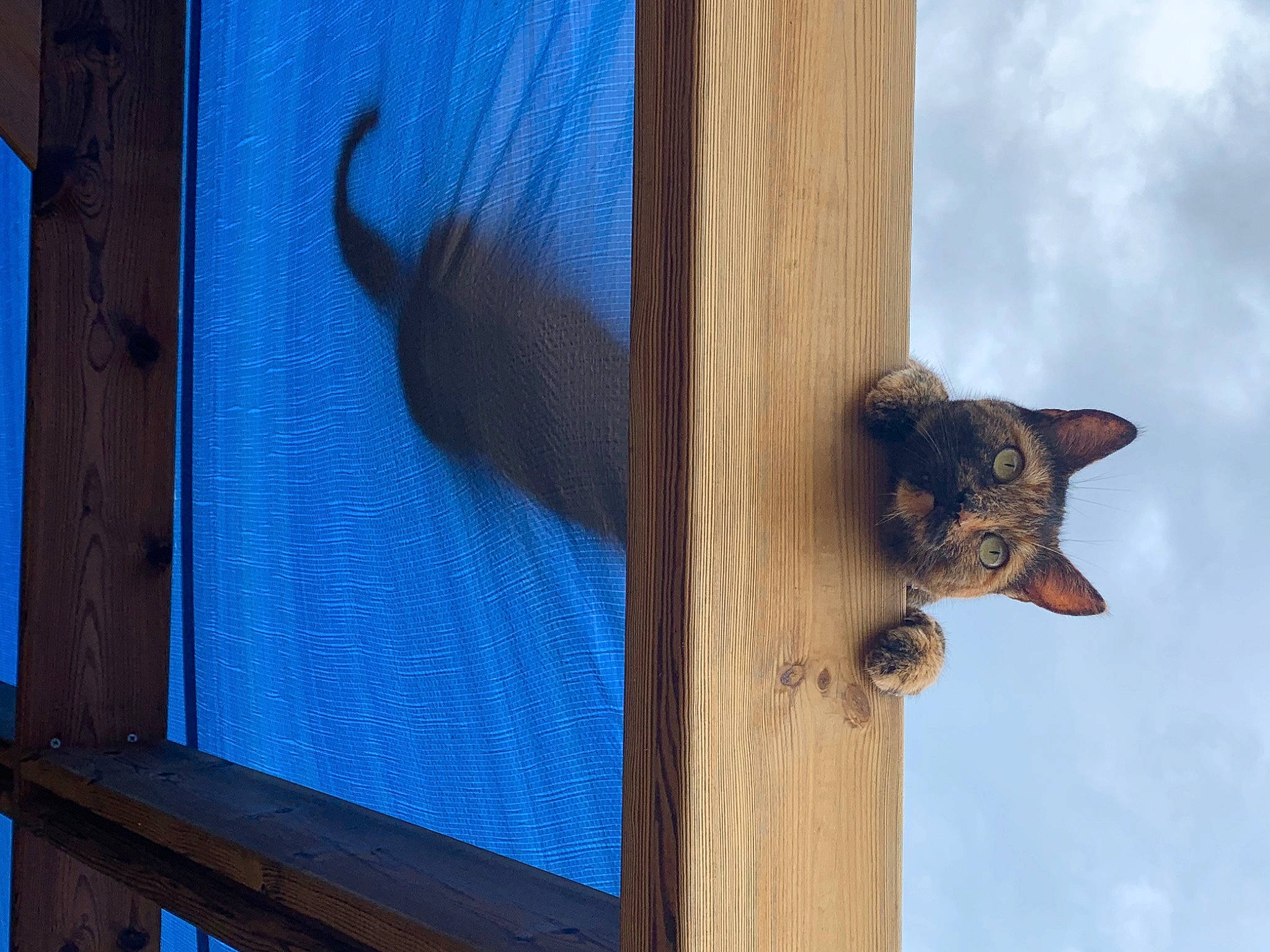 Cookie a rejoint le concours — aidez-le/la à gagner de superbes lots ! birdhouse, blue, carnivore, cat, cloud, facade, fawn, felidae, mammal, pet_supply, sky, small_to_medium_sized_cats, snout, tail, tints_and_shades, vertebrate, whiskers, window, wood, wood_stain