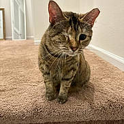 Nola is registered to the contest to win money with this photo: cat, tabby_cat, one_eyed_cat, carpet, stair, indoor, mirror, wall, pet, animal, feline, whiskers, ears, curious, sitting, cozy, home, close_up, portrait, one_eye