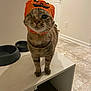 Nola is registered to the contest to win money with this photo: cat, tabby_cat, orange_hat, pumpkin_hat, one_eye, pet_bowls, white_cabinet, indoor, tiled_floor, door, curious, standing, feline, cute, costume, pet, animal, domestic_cat, whiskers, fur
