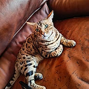 Umbrugen a rejoint le concours — aidez-le/la à gagner de superbes lots ! cat, spotted_cat, leather_couch, remote_control, pet, indoor, feline, animal, relaxed, curious, green_eyes, sitting, domestic_cat, striped, whiskers, paw, fur, close_up, home, comfortable