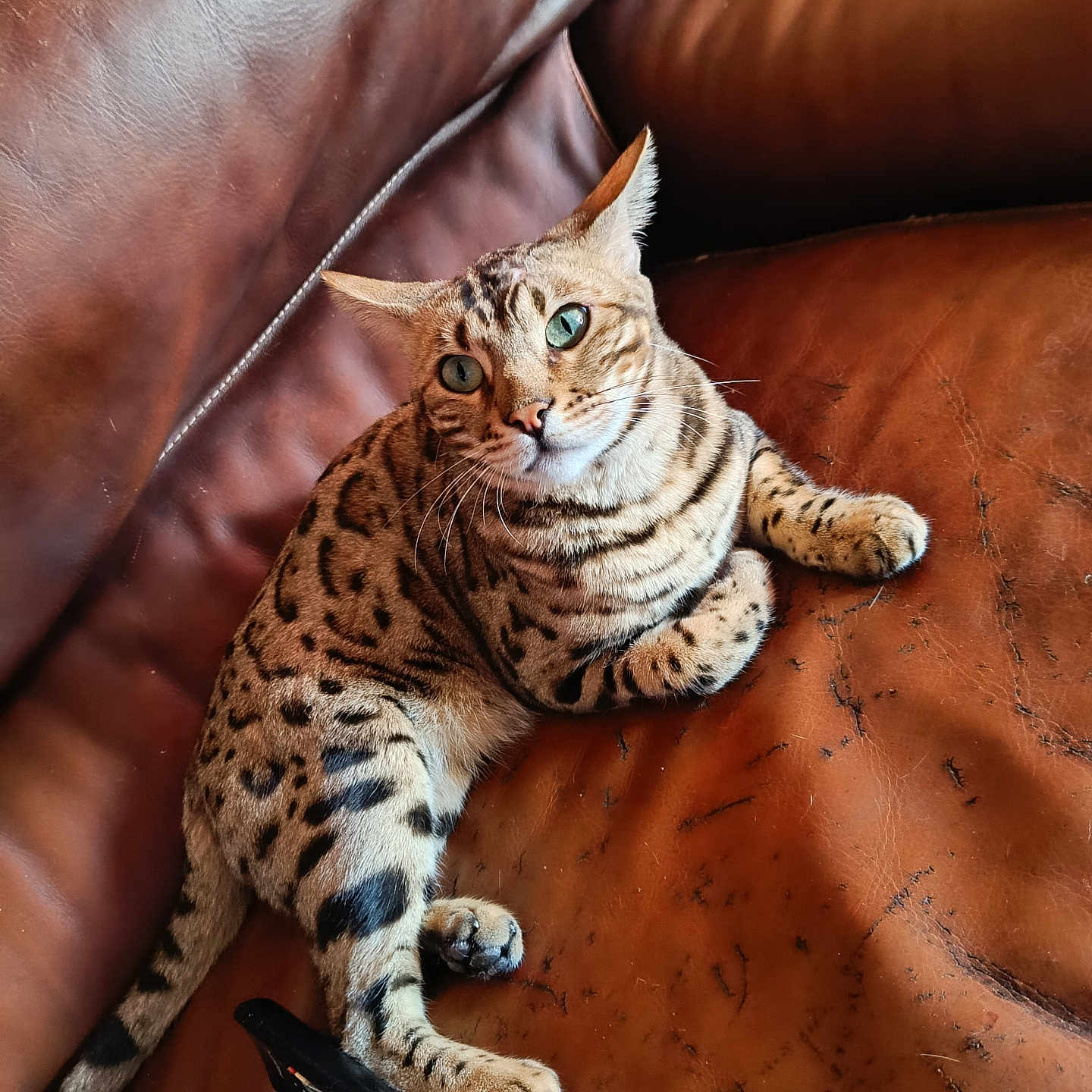Umbrugen a rejoint le concours — aidez-le/la à gagner de superbes lots ! animal, cat, close_up, comfortable, curious, domestic_cat, feline, fur, green_eyes, home, indoor, leather_couch, paw, pet, relaxed, remote_control, sitting, spotted_cat, striped, whiskers