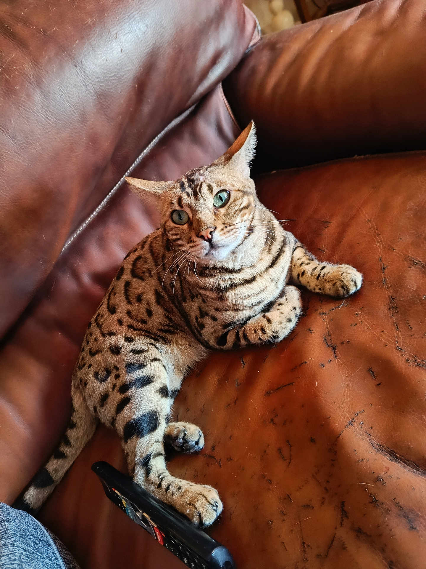 Umbrugen a rejoint le concours — aidez-le/la à gagner de superbes lots ! cat, spotted_cat, leather_couch, remote_control, pet, indoor, feline, animal, relaxed, curious, green_eyes, sitting, domestic_cat, striped, whiskers, paw, fur, close_up, home, comfortable