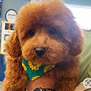 Kash is registered to the contest to win money with this photo: animal, bandana, black_nose, brown_fur, close_up, companion, cute, dark_eyes, dog, fluffy, fur_face, grooming, handheld, human_hand, indoor, pet, poodle, portrait, puppy, sunflower_pattern