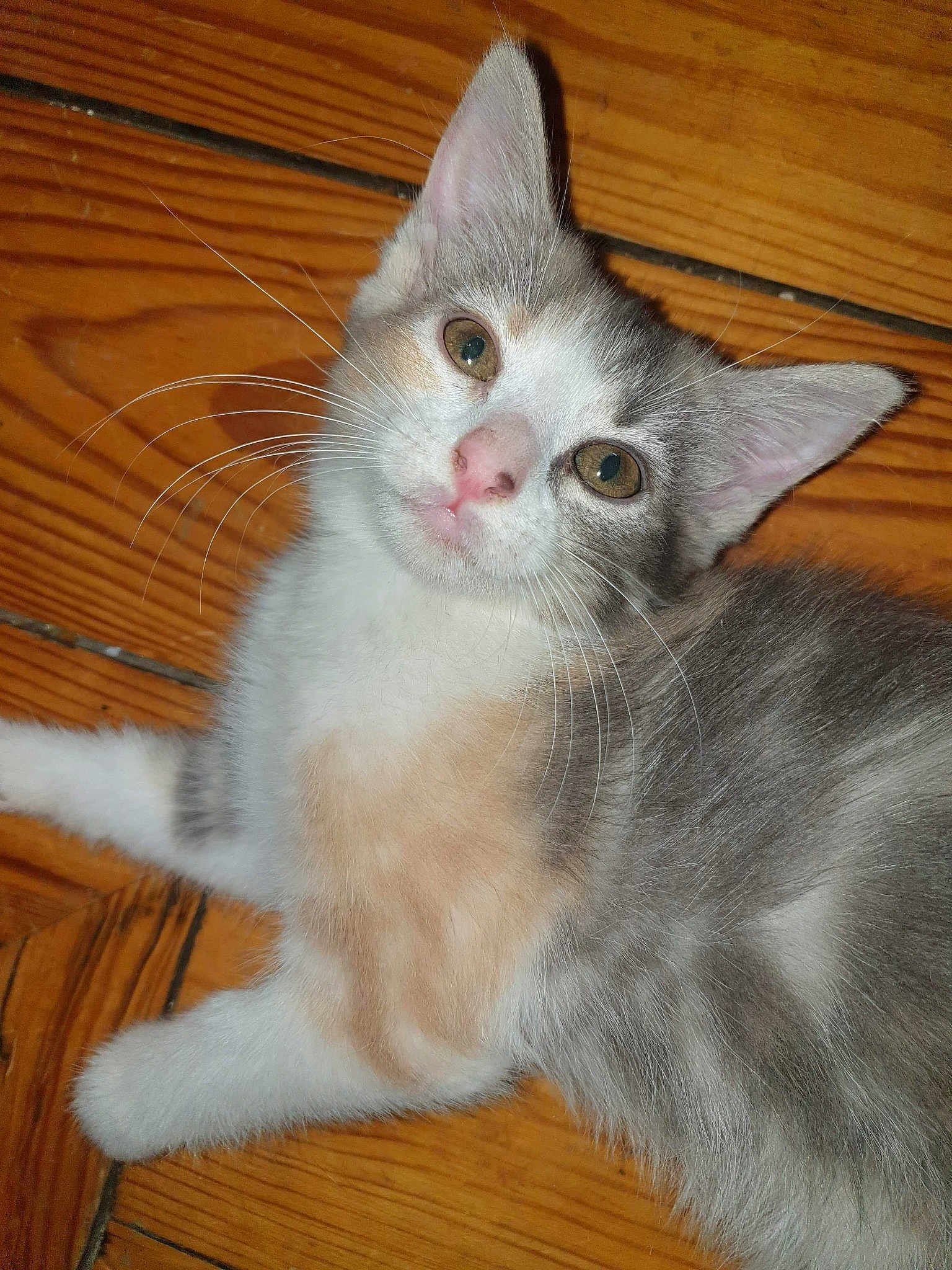 Pistache