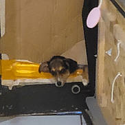 Flash participe au concours pour gagner de l'argent avec cette photo : dog, indoor, blurry, resting, yellow_object, cardboard, clutter, small_dog, floor, head, tired, black, brown, white, animal, pet, quiet, furniture, object, background