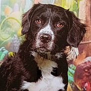 Bigoudi a rejoint le concours — aidez-le/la à gagner de superbes lots ! dog, black_and_white, portrait, sitting, floppy_ears, brown_eyes, white_chest, black_fur, white_fur, mixed_breed, pet, canine, animal, indoor, colorful_background, closeup, looking_at_camera, fluffy, companion, photography