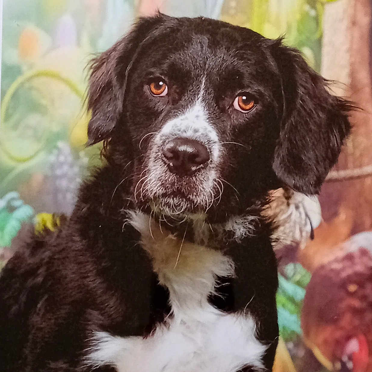 Bigoudi a rejoint le concours — aidez-le/la à gagner de superbes lots ! dog, black_and_white, portrait, sitting, floppy_ears, brown_eyes, white_chest, black_fur, white_fur, mixed_breed, pet, canine, animal, indoor, colorful_background, closeup, looking_at_camera, fluffy, companion, photography