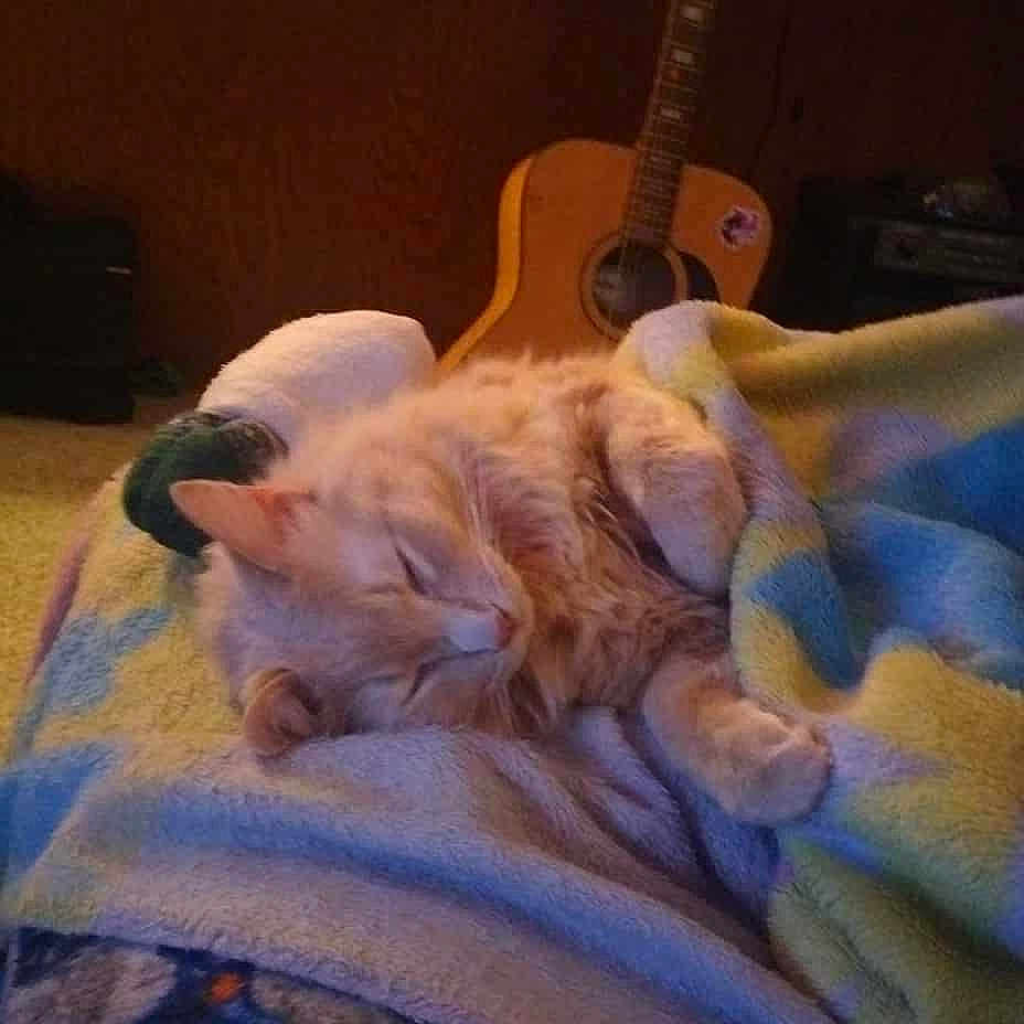 Ganja is registered to the contest to win money with this photo: cat, sleeping, blanket, indoor, guitar, furniture, cozy, orange_cat, carpet, relaxing, home, soft, pet, cute, resting, warm, comfort, animal, furry, peaceful