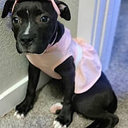 Diva joined the competition — help win amazing prizes! puppy, dog, black_dog, pet, indoor, carpet, wall, pink_dress, headband, cute, small_dog, sitting, young_dog, adorable, looking_up, domestic_animal, animal, portrait, canine, floor
