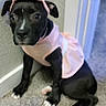 puppy, dog, black_dog, pet, indoor, carpet, wall, pink_dress, headband, cute, small_dog, sitting, young_dog, adorable, looking_up, domestic_animal, animal, portrait, canine, floor