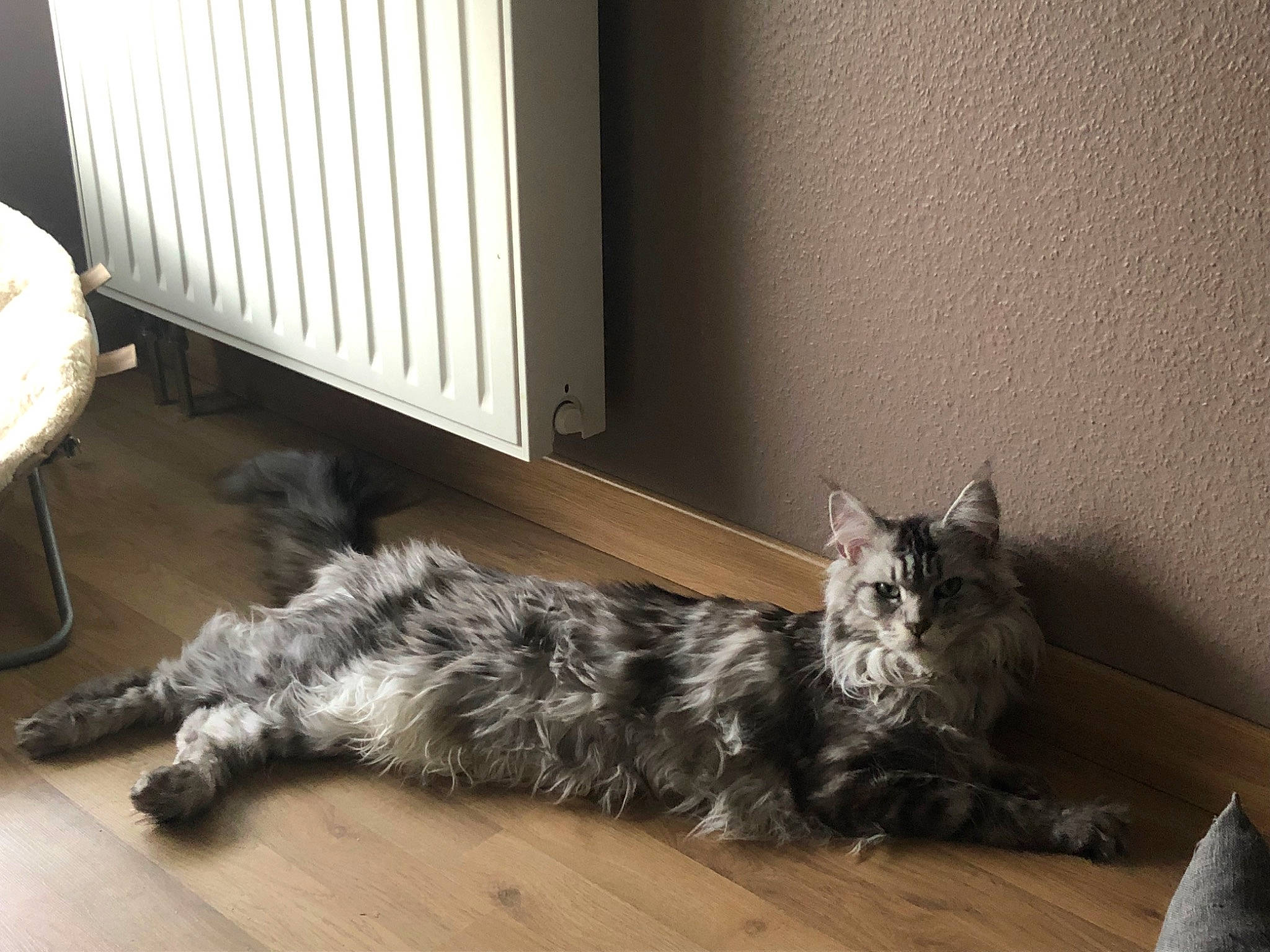 Mady participe au concours pour gagner de l'argent avec cette photo : american_shorthair, british_semi_longhair, carnivore, cat, domestic_long_haired_cat, domestic_short_haired_cat, dragon_li, european_shorthair, felidae, floor, fur, kitten, maine_coon, mammal, norwegian_forest_cat, siberian, small_to_medium_sized_cats, tabby_cat, whiskers, wood