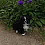 Radar joined the competition — help win amazing prizes! puppy, dog, black_and_white, fluffy, sitting, bush, green_leaves, purple_flowers, dirt_path, outdoor, nature, young_dog, pet, grass, plants, small_dog, cuteness, fur, animal, garden