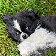 Radar is registered to the contest to win money with this photo: puppy, dog, black_and_white, fur, grass, paw, cute, playful, animal, pet, outdoor, lying_down, closeup, young, adorable, nature, small, fluffy, nose, eyes