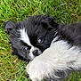 puppy, dog, black_and_white, fur, grass, paw, cute, playful, animal, pet, outdoor, lying_down, closeup, young, adorable, nature, small, fluffy, nose, eyes