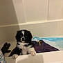 Radar joined the competition — help win amazing prizes! puppy, dog, bathtub, towel, toy, indoor, pet, black_and_white, fur, cute, small, curious, bathroom, animal, looking, white, pads, furniture, domestic, young