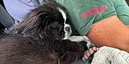 Radar joined the competition — help win amazing prizes! puppy, dog, sleeping, car, seat, man, arm, green_shirt, yamaha, toy, blanket, indoor, closeup, fur, white_paws, resting, cozy, travel, companion, pet