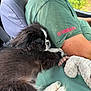 puppy, dog, sleeping, car, seat, man, arm, green_shirt, yamaha, toy, blanket, indoor, closeup, fur, white_paws, resting, cozy, travel, companion, pet