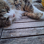 Chacha a rejoint le concours — aidez-le/la à gagner de superbes lots ! cat, tabby, fluffy, relaxed, wooden_table, green_eyes, whiskers, paw, lantern, glowing, patterned_lantern, outdoor, close_up, fur, pet, animal, resting, cozy, ambient_light, evening