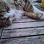 cat, tabby, fluffy, relaxed, wooden_table, green_eyes, whiskers, paw, lantern, glowing, patterned_lantern, outdoor, close_up, fur, pet, animal, resting, cozy, ambient_light, evening